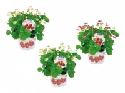 Erdbeerpflanzen CHF 1.99