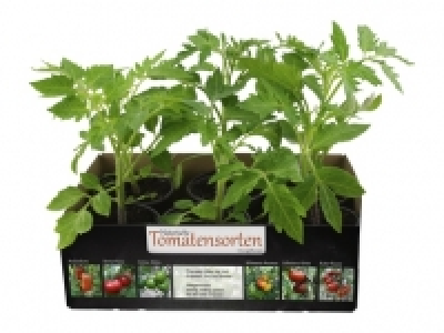 Tomatenpflanzen «Alte Sorten» CHF 5.99