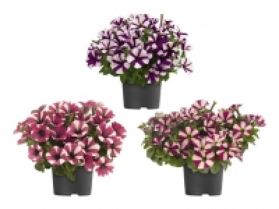 Petunien zweifarbig CHF 1.99