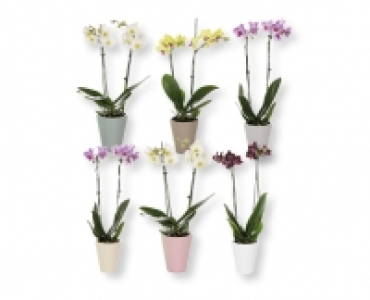 Phalaenopsis in Sommerkeramik CHF 7.79