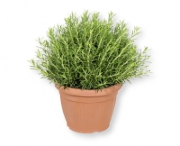 Rosmarin XXL CHF 14.99