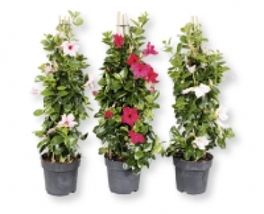 Terrassen Pyramiden CHF 9.99