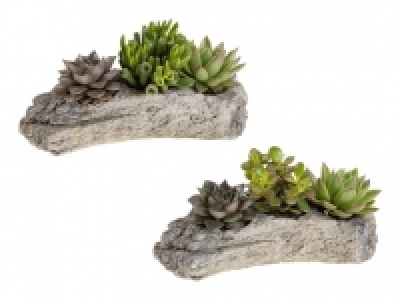 Sukkulenten Wood Style CHF 8.99