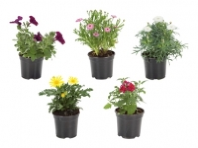 Beetpflanzen CHF 1.39