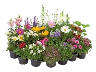 Staudenmix CHF 2.99