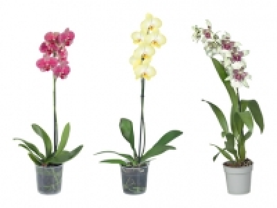 Orchideen CHF 5.99