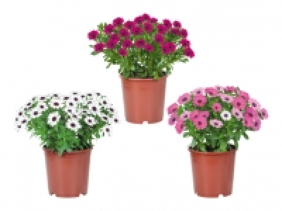 Osteospermum CHF 5.99