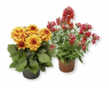 Sommerblumen CHF 2.89