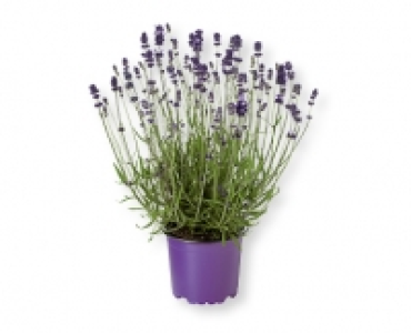 Lavendel CHF 2.49