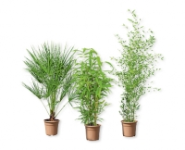 Palme/Bambus CHF 19.99
