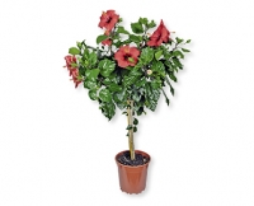Hibiskusstämmchen CHF 17.99