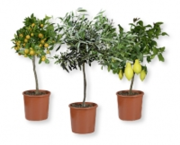 Mediterranes Stämmchen CHF 19.89