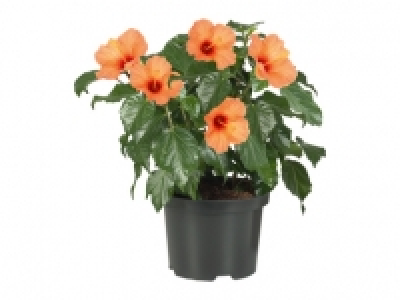 Hibiskus Busch CHF 8.99