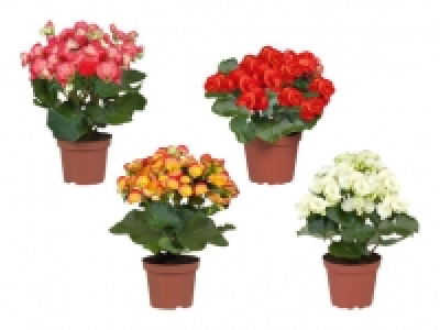 Begonien CHF 2.99