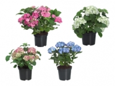 Gartenhortensien CHF 6.99