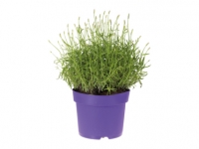 Lavendel Angustifolia CHF 4.99