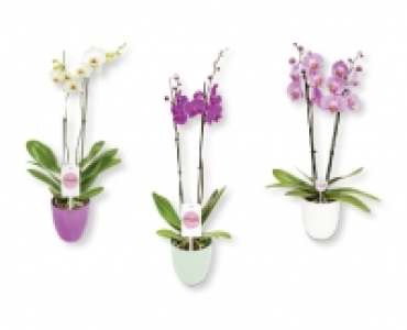 Orchidee in Keramik CHF 12.99