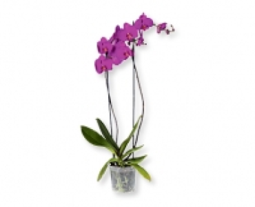 Phalaenopsis XXL CHF 14.99