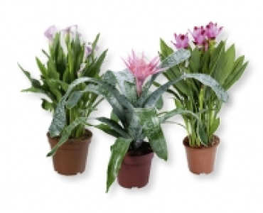 Exotische Bluhpflanze CHF 7.99