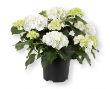 Gartenhortensie CHF 6.99