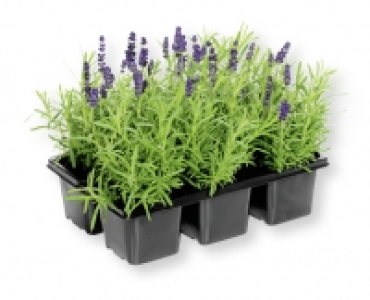 Lavendel CHF 4.99
