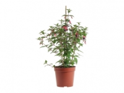 Fuchsien CHF 5.99