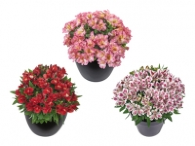 Alstromeria CHF 9.99
