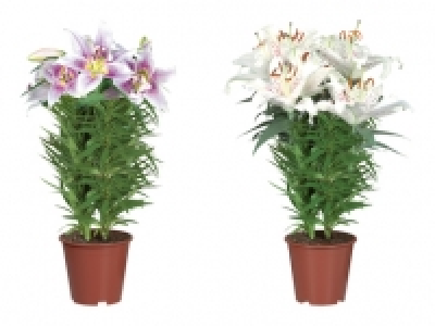 Orientalische Lilien CHF 8.99