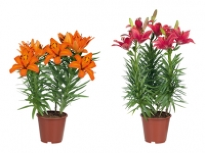 Asiatische Lilien CHF 5.99