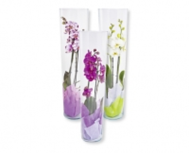 Phalaenopsis im Glas CHF 19.99