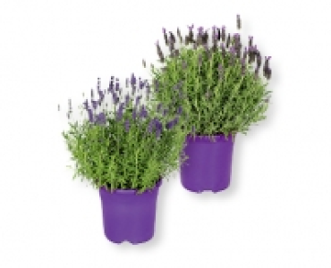 Lavendel CHF 3.49