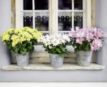 Sommerchrysantheme CHF 3.99
