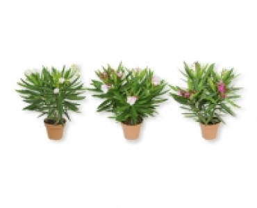 Oleander CHF 6.99
