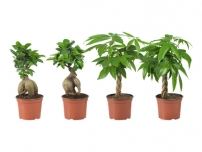 Ficus Ginseng und Pachira CHF 6.99