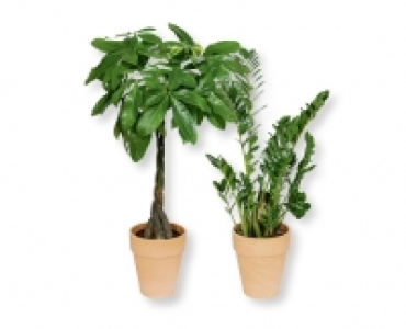 Pflanzenrarität CHF 19.99