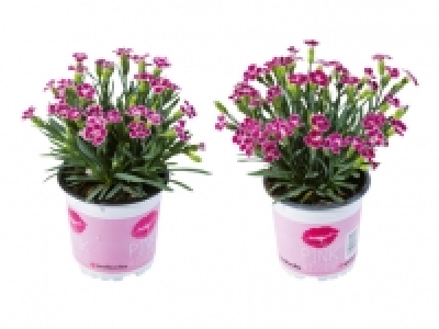Dianthus «Pink Kisses» CHF 2.49