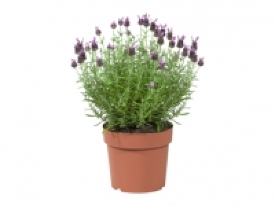Lavendel Stoechas XL CHF 5.99