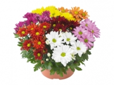 Chrysanthemen Carneval XL CHF 5.99