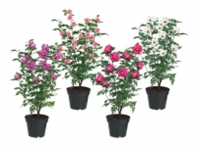 Gartenhibiskus CHF 5.99