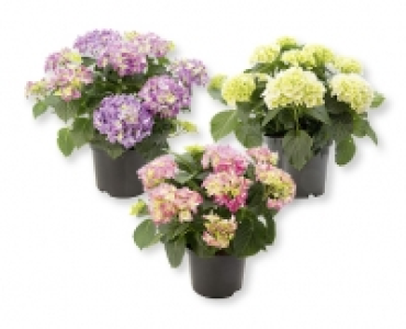 Freiland Hortensien CHF 7.99