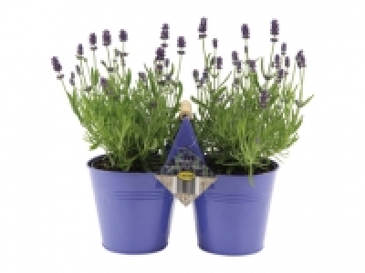 Lavendel Angustifolia im Duo-Zinktopf CHF 9.99