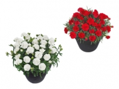 Dianthus adorables CHF 1.99