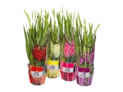 Gladiolen XL CHF 12.99