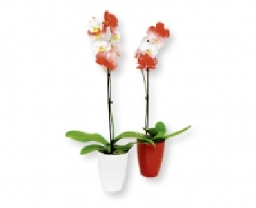 Phalaenopsis Nationalfeiertag