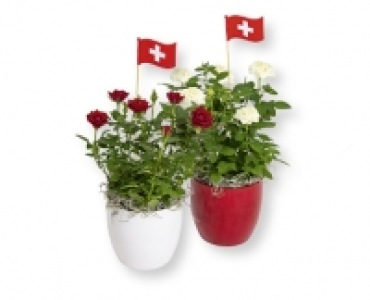 Rosen im Keramiktopf