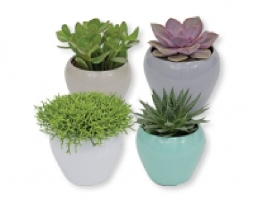Sukkulente CHF 4.99