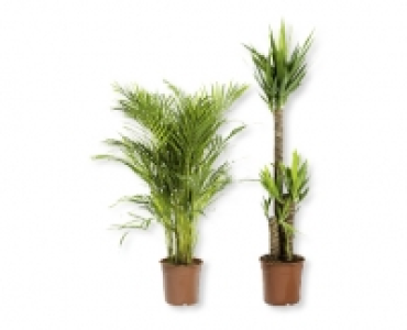 Solitärpflanze CHF 19.99