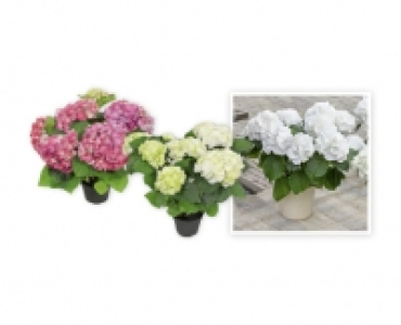 Hortensie CHF 7.99