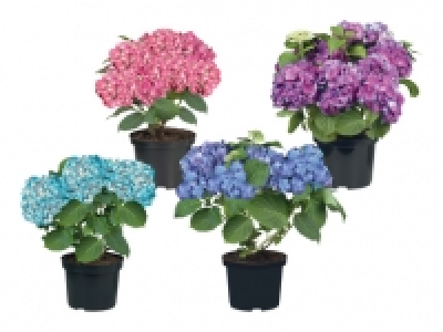 Gartenhortensien CHF 7.99