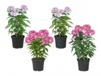 Phlox Paniculata «Flame Serie» CHF 6.99